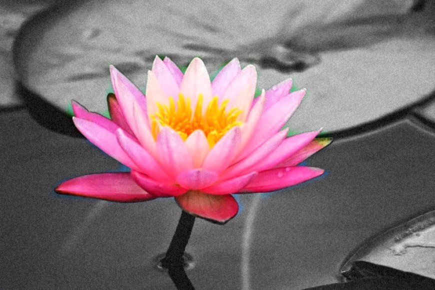 On The Path of Ascension, The Lotus Grows in the Mud