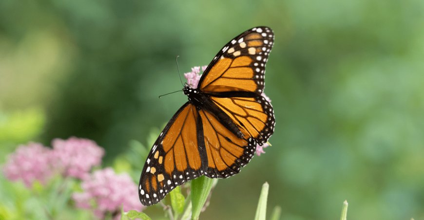 The most miraculous animal migration is happening in the middle of New York City