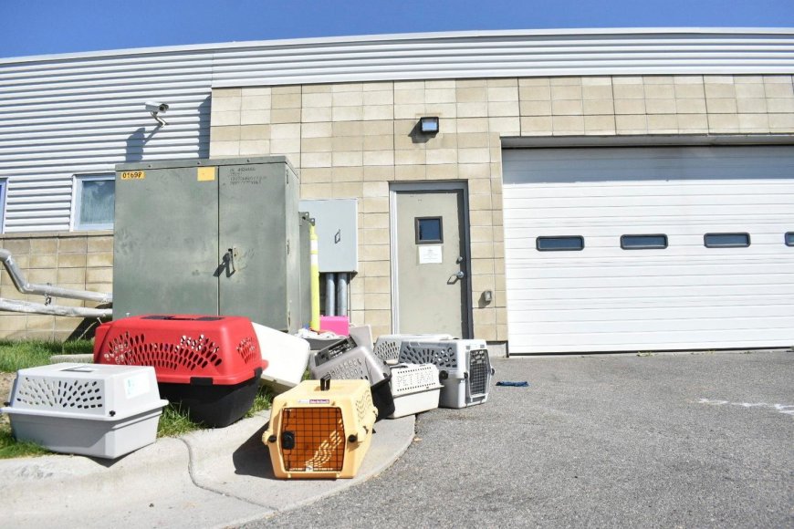 Montana animal shelter evacuated after narcotics smoke seeps in