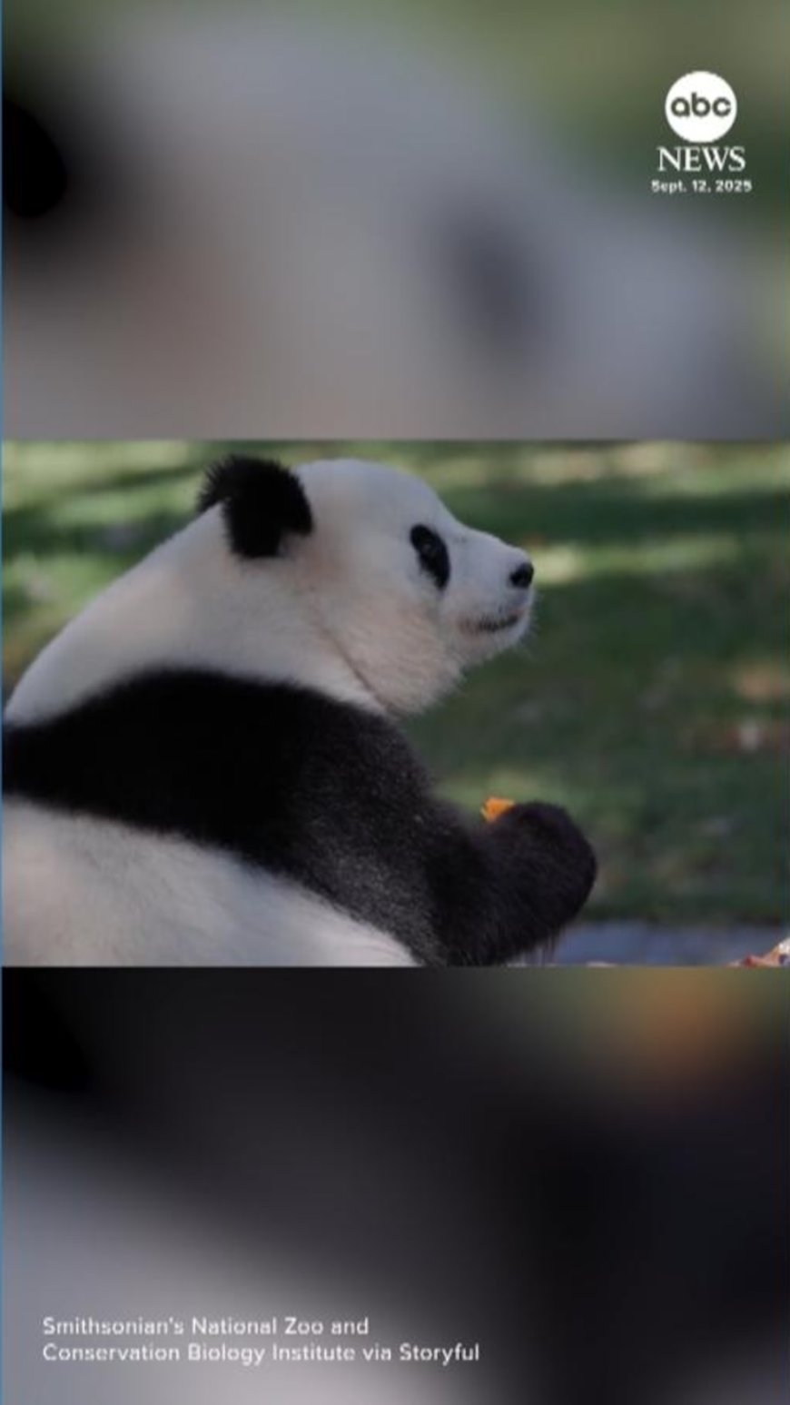 WATCH:  Zoo throws birthday party for giant panda