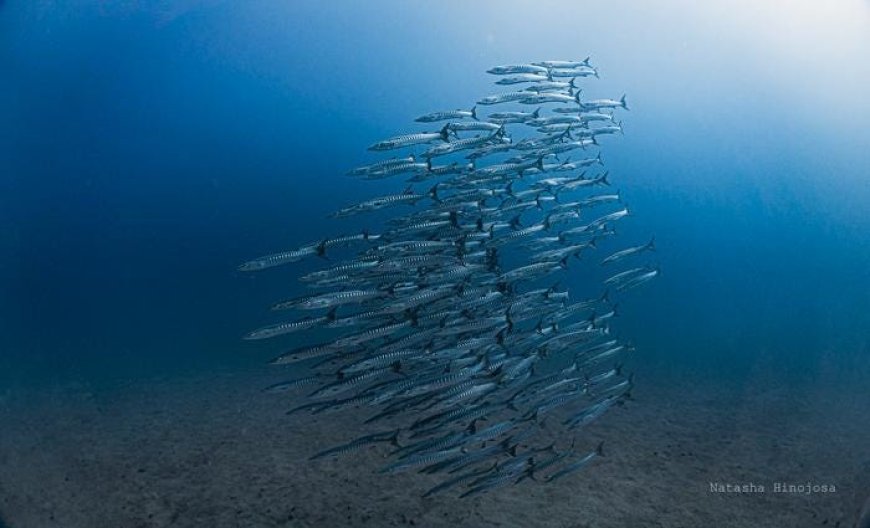 A steady ocean pattern just failed for the first time ever observed