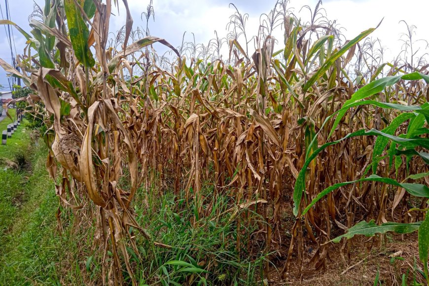 Farmers struggle after pantry staple crop becomes extremely difficult to grow: 'One of the most difficult growing seasons'