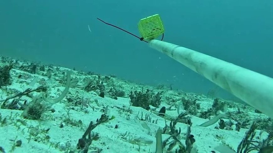 Scientists thrilled after underwater cameras capture first-of-its-kind footage of rare shark: 'Incredibly exciting'