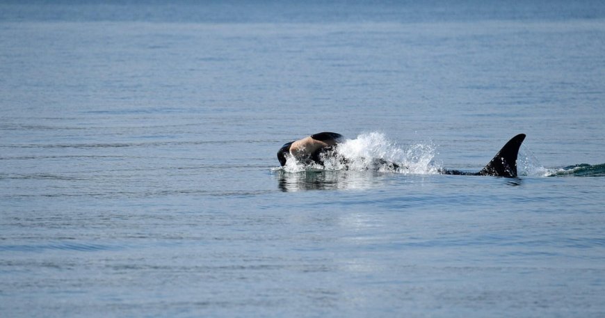 Another endangered orca in Washington state is seen carrying a dead calf
