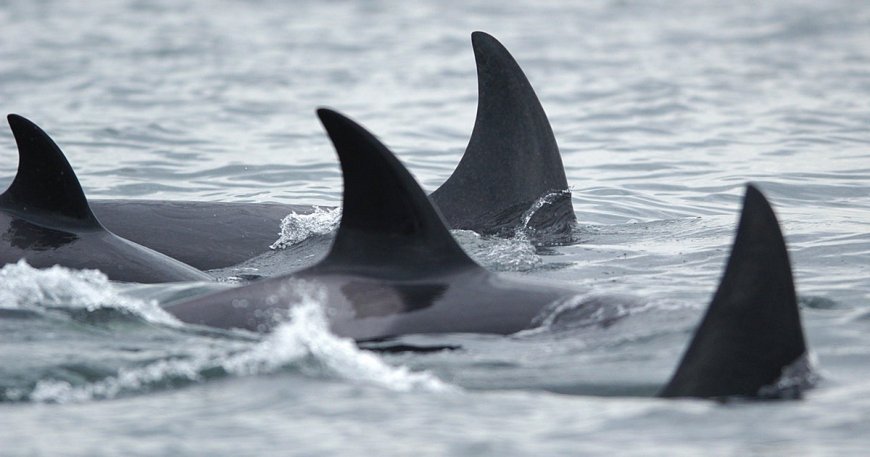 Orcas attack 2 sailboats off Portuguese coast, prompting rescue