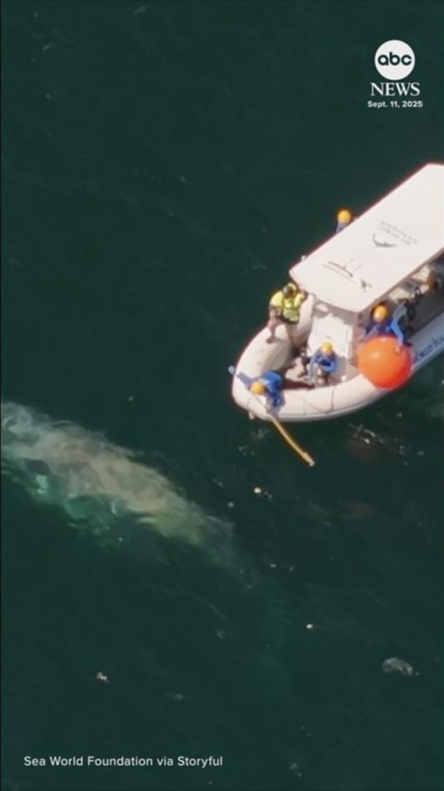 WATCH:  Rescuers free humpback whale from fishing line