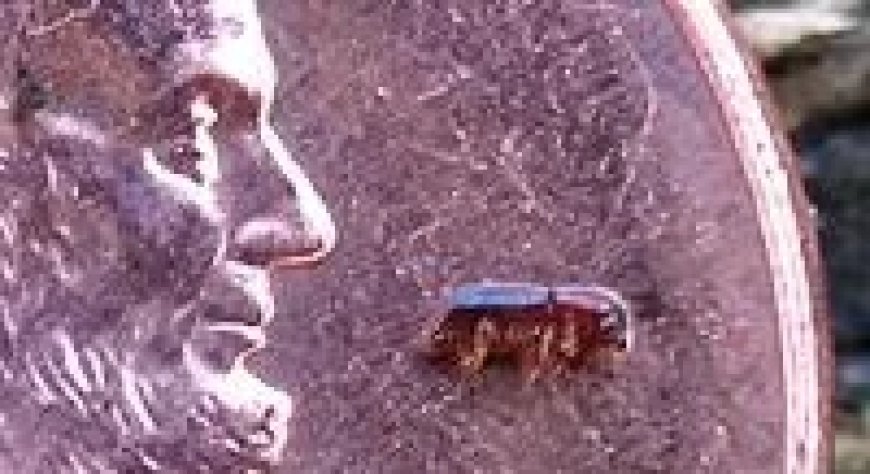 Tree-killing beetle spotted on Long Island, researchers say it can spread like a fire