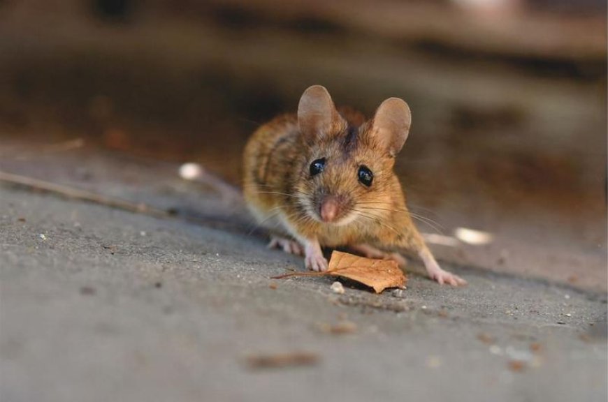 Be Careful of the Cornered Democrat Rat