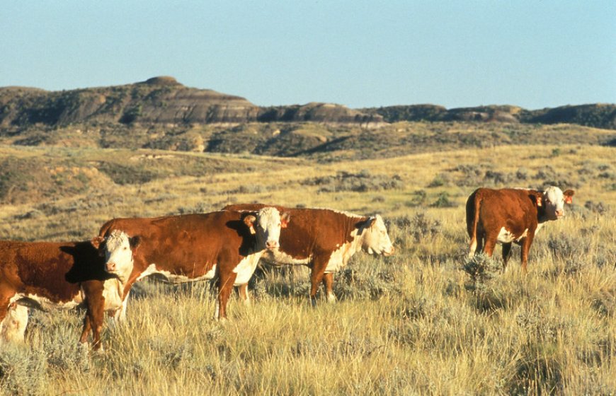 America’s Beef Shortage: How the Mexico Cattle Crisis Threatens Your Dinner Table
