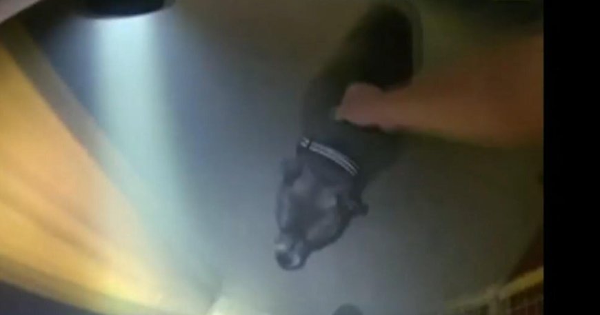 Dog leads first responders to his leash before they rescue him from fire