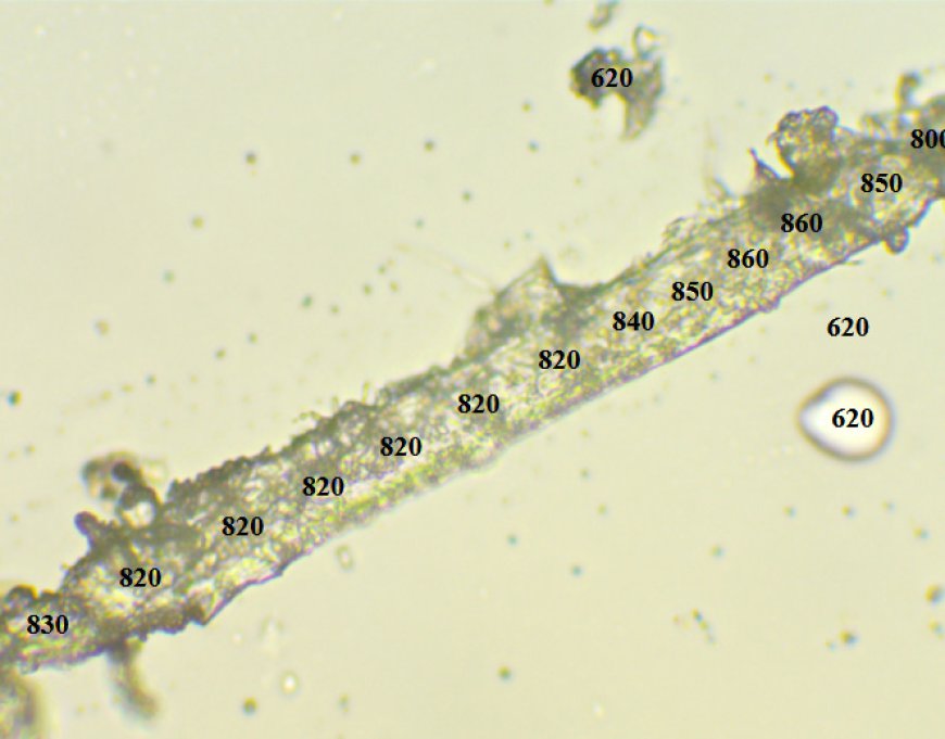 Study of biochips found in COVID-19 vaccines. Part 2 - Based on microscopic studies by Dr. Diana Wojtkowiak