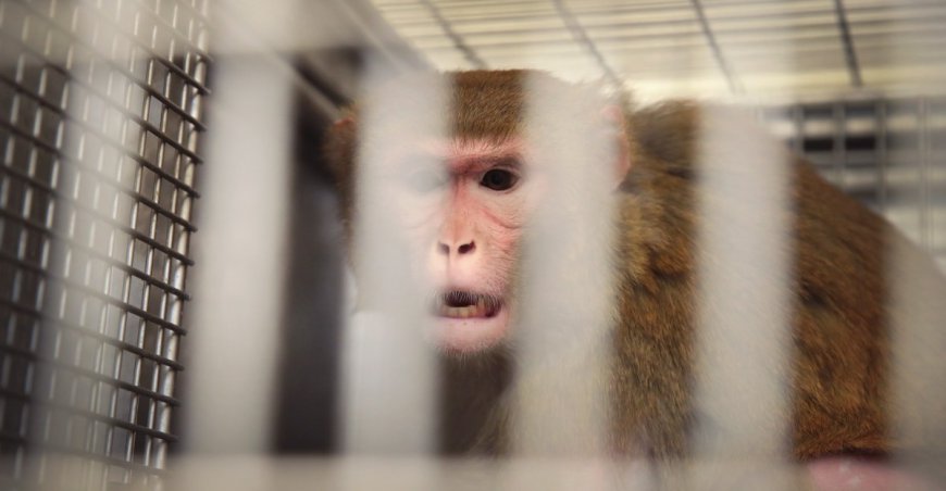 Animal abusers are getting let off the hook. Trump and his Supreme Court are partly to blame.