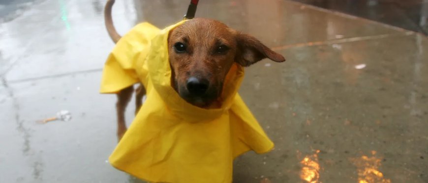 Connecticut Dog Abandoned, Tied To Fence During Strong Nor’easter Storm