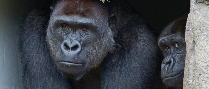 Gorilla Nearly Busts Through Glass Window At San Diego Zoo In Terrifying Scene