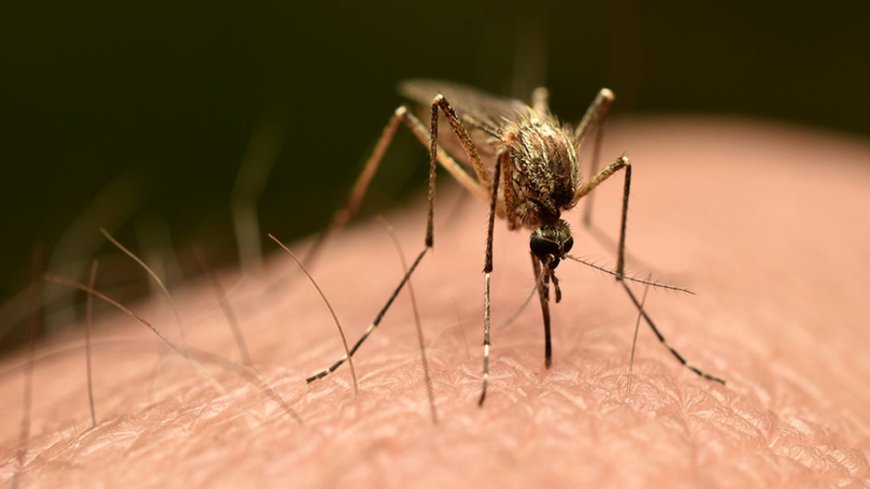 Chikungunya virus: New York confirms first locally acquired case in US since 2019