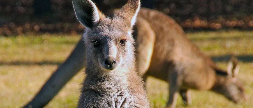 Insane Video Shows Kangaroo Nearly Getting Blasted By 160 MPH Supercar During Bathurst 1000 In Australia