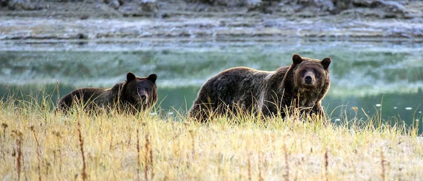 Two Hikers Placed In Hospital After Getting Attacked By Grizzly Bear In Canada