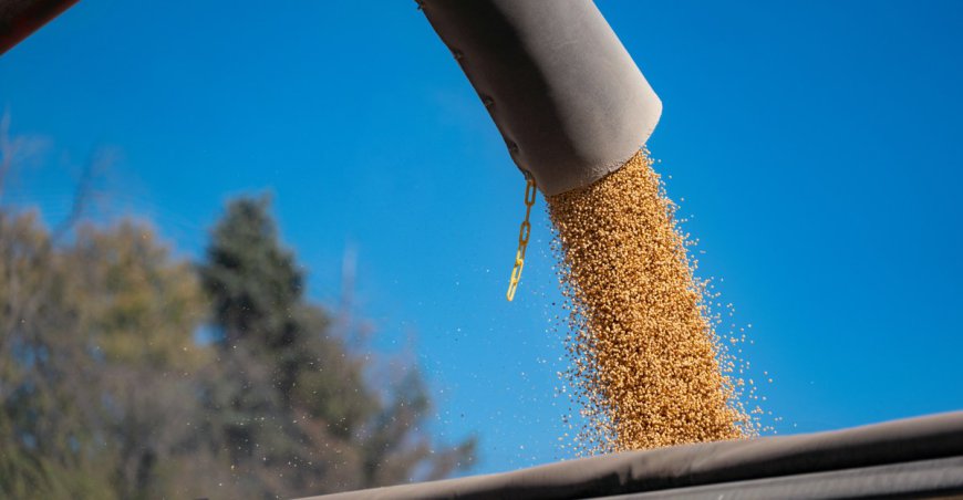 How soybeans took over America — and the world