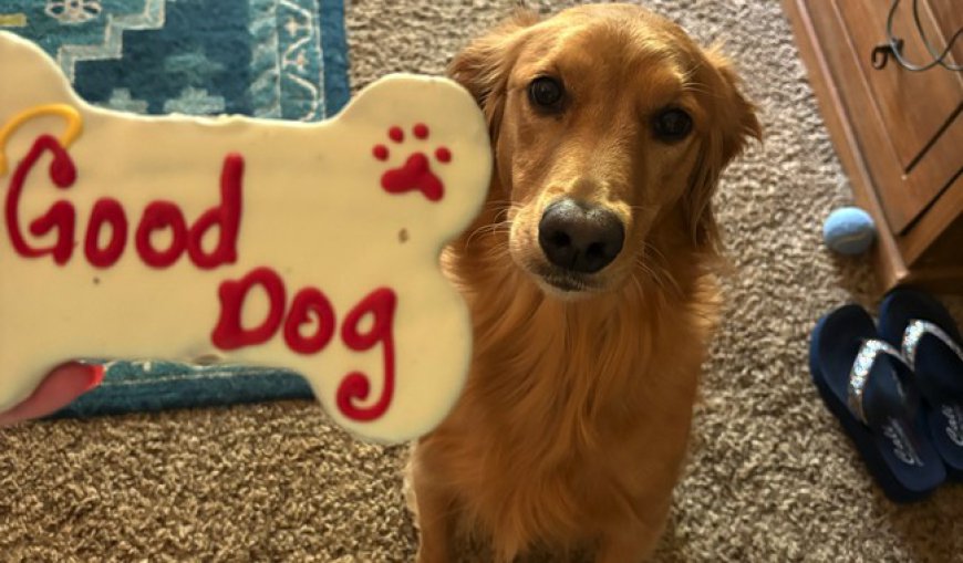 Morning Minute: Dogs Don't Care About Your Politics