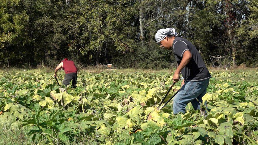 Drought conditions leave pumpkin farmers with empty fields and smaller crops