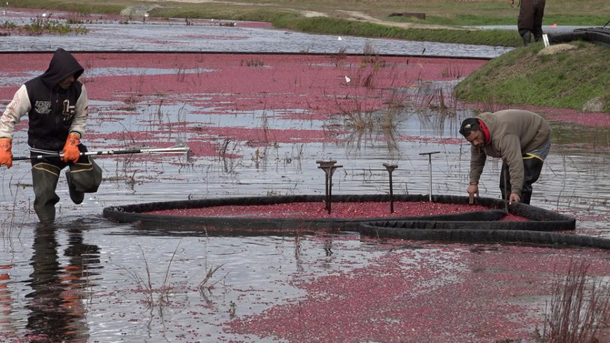 Rising production costs push cranberry farmers to retire bogs