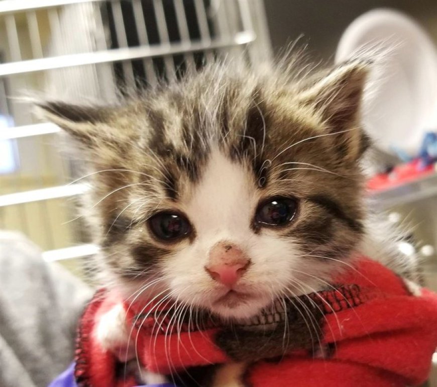 Hoge's Heroes: 9-Year-Old Boy Trades His Favorite Thing to Save Life of Kitten Being Tortured by Sadists