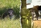 Second escaped monkey killed after truck crash as search continues for remaining animal
