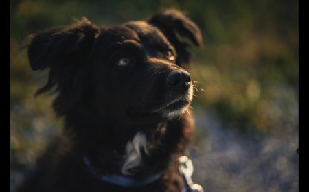 Your Pets May Now Be Secret Climate Culprits - Check Their Carbon Pawprints