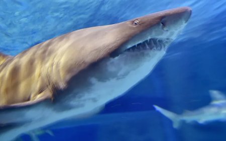 Wild Video Shows Hundreds Of Whaler Sharks Off Coast Of Australia To Trigger Warning From Expert