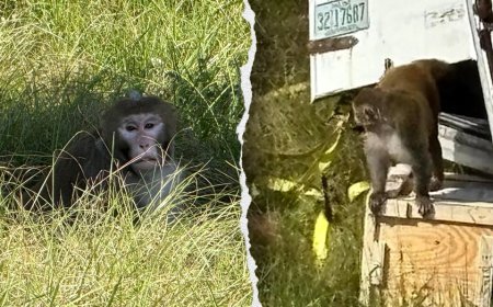 Second escaped monkey killed after truck crash as search continues for remaining animal