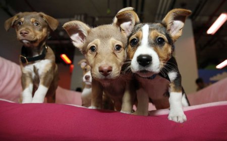 The Associated Press is getting obliterated online for shaming pet owners over climate change