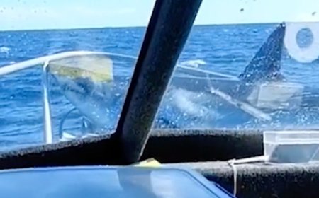 Passengers stunned as shark leaps from ocean and lands on their fishing boat