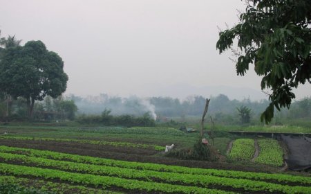 American man, son die in Laos after being stung by wasps while ziplining