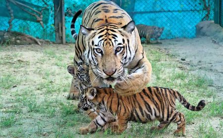 Can leucovorin cure autism? Meet the moms determined to find out