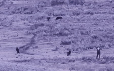 Man caught on camera approaching, spraying unknown substance toward Yellowstone wolves: rangers