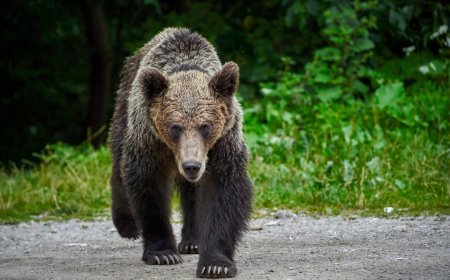 Grizzly bear attacks students, hero teachers who tried to fight it off, leaving 11 injured