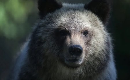 Grizzly Bear Attacks School Trip In Bloody Encounter, Remains At Large