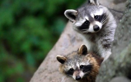 Raccoons are evolving to be as cute and cuddly as pets — and they want inside your homes