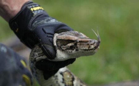 Florida Man Ensnares Huge Python, Told to ‘Put it in the Trash’