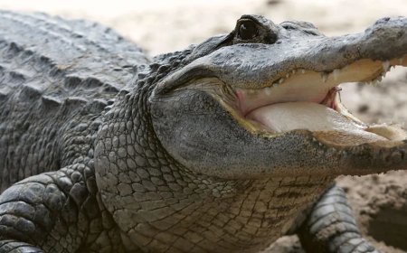 Detroit Mother Finds Alligator In Son’s Bedroom Just Days After His Death
