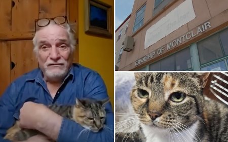 New York family reunited with cat 10 years after their pet went missing