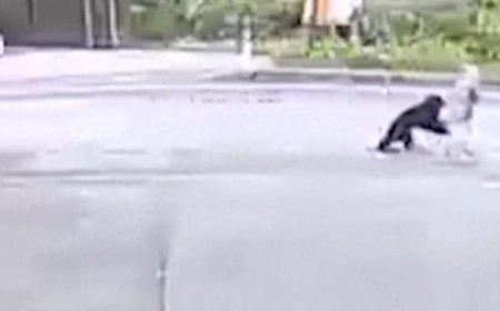 Japan suffered deadliest month of bear attacks in history, with 7 deaths and 88 maulings in October