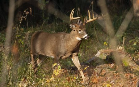 Do you have a constitutional right to hunt and fish in your state?