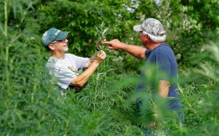Losing access — and losing hope. Congress must protect non-intoxicating hemp