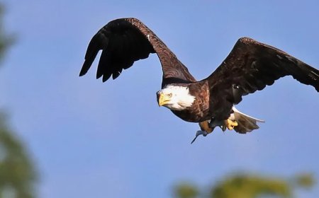 ‘Guts All Over Me’: Woman Says Bald Eagle Dropped Dead Cat Straight Through Her Windshield While Driving