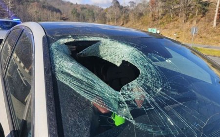 Eagle drops cat through windshield on highway in North Carolina