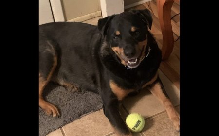 Couple mourns after attacker kills 'hero' dog