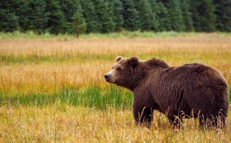 Grizzly attacks schoolchildren and teachers on a walking trail in Canada, injuring 11