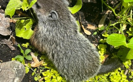 Predicting Spring: The Human Way