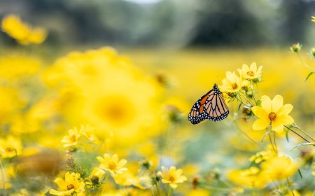 Your 2024 Guide to Fall in Forest Park